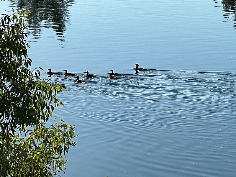 Some of the wildlife on property
