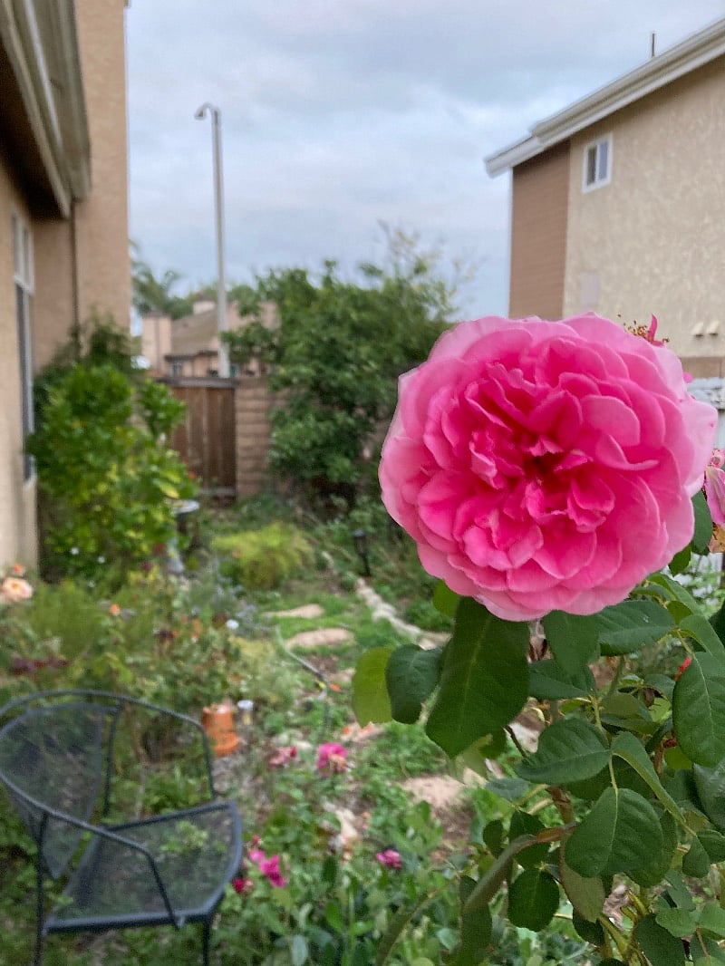 Side yard with roses