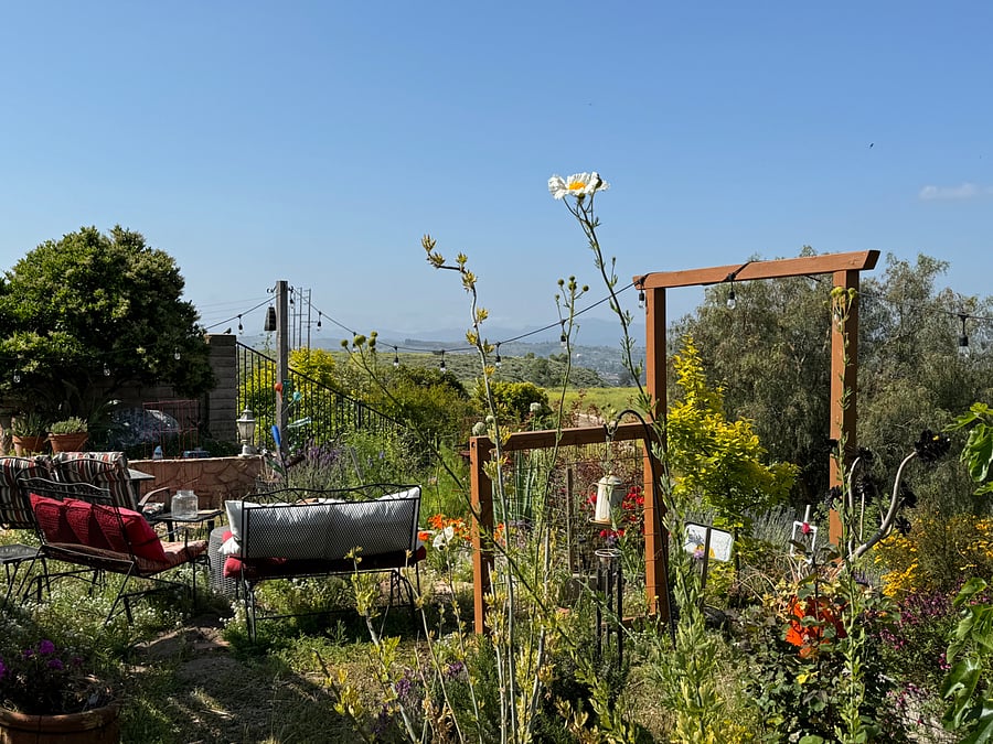 Summer back yard view