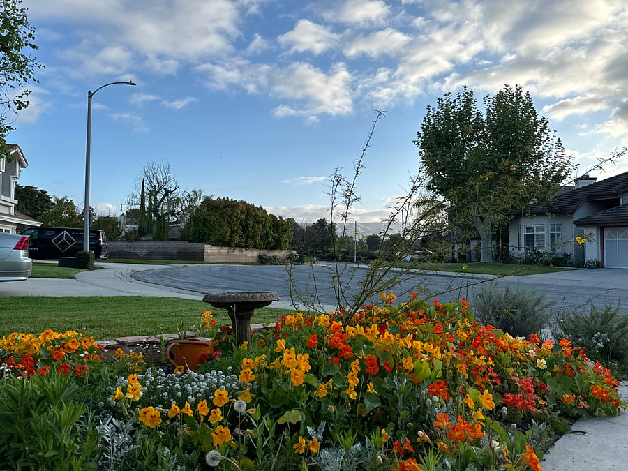 Front yard next to the driveway