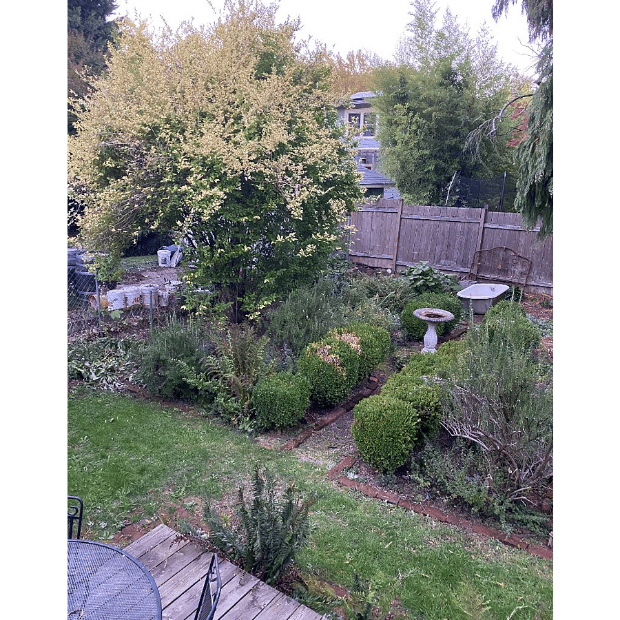 Backyard garden area
