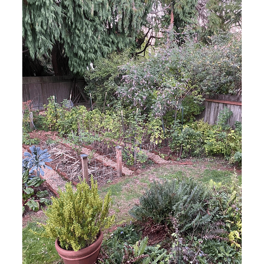 Backyard garden area