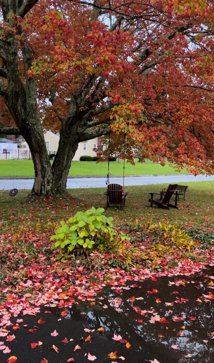 Beautiful large yard in a quiet neighborhood. 