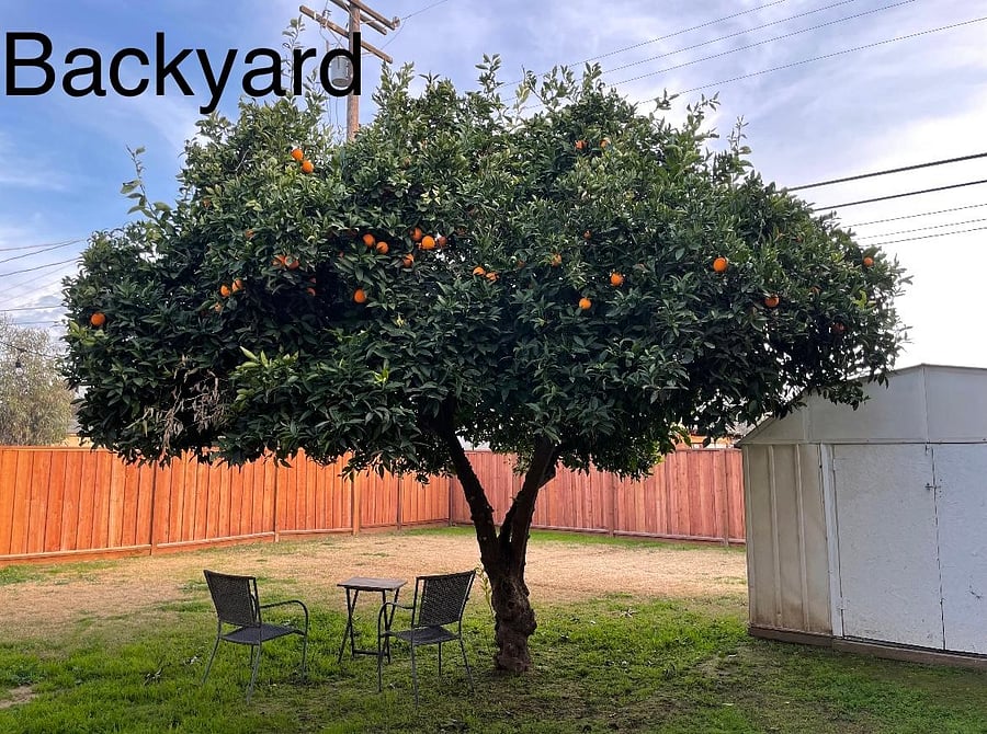 Relaxing backyard