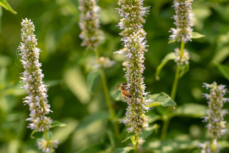 The native perennials get frequent visits by bees and butterflies (don't worry, they won't bother you, the flowers are too good)