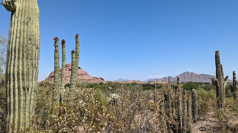 Arizona mountain view in the Saguaros