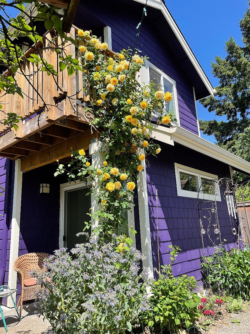 Climbing rose peeking up to loft bedroom balcony