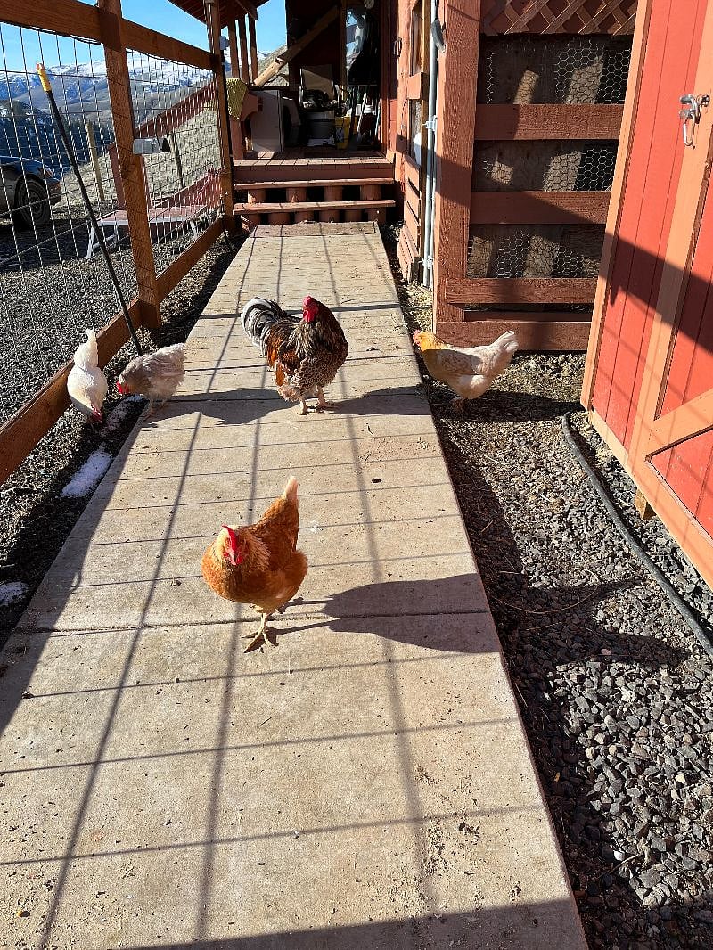 We have fresh eggs from our chickens.