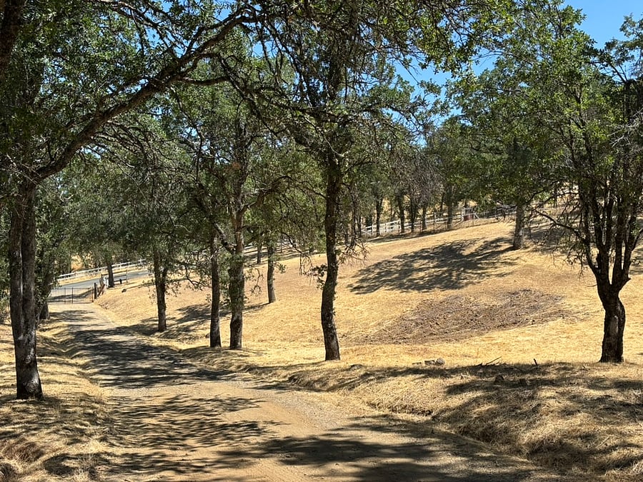 Tree lined driveway leading into our Piece of Country Paradise