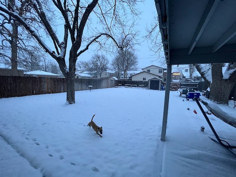Backyard after snow