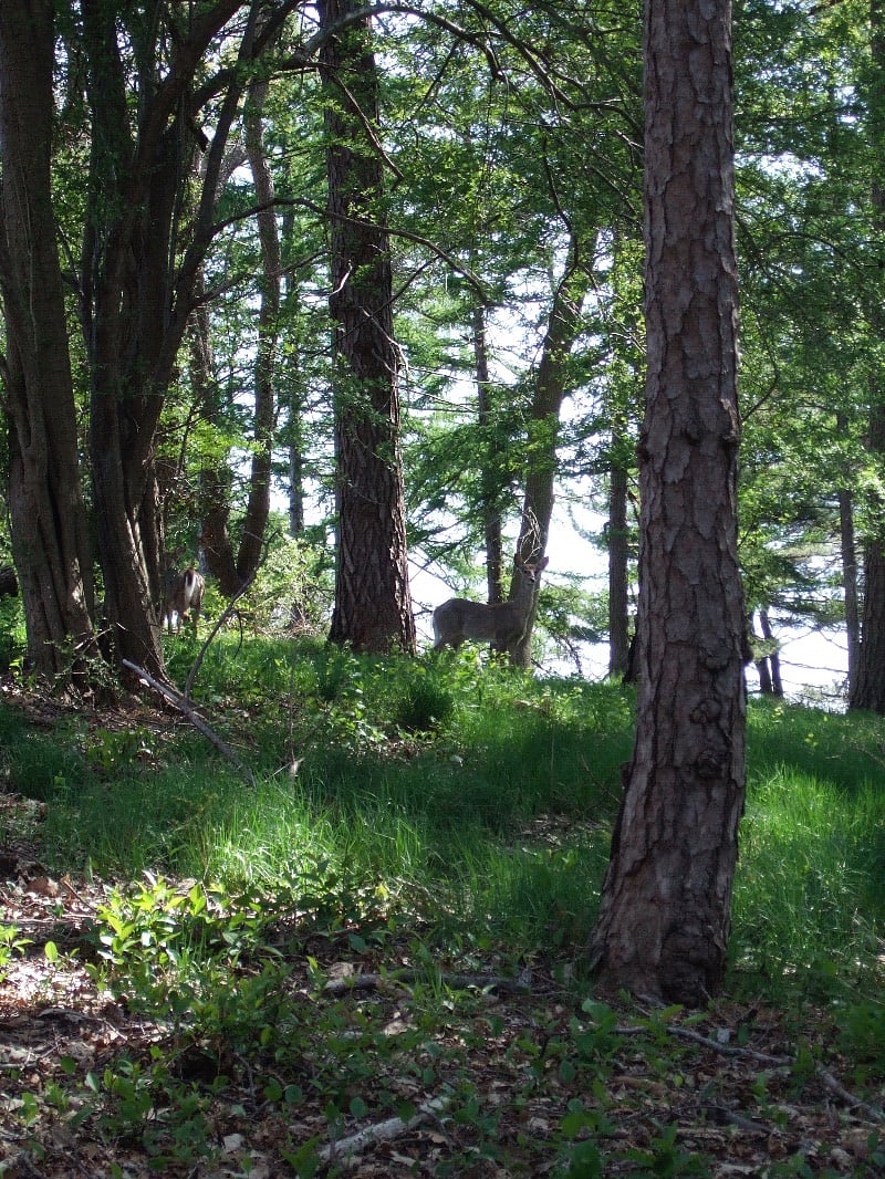 While hiking on the Crane Estate, I encountered a stag!