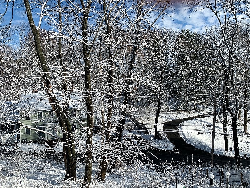 View from dining area toward street at bottom of the property.