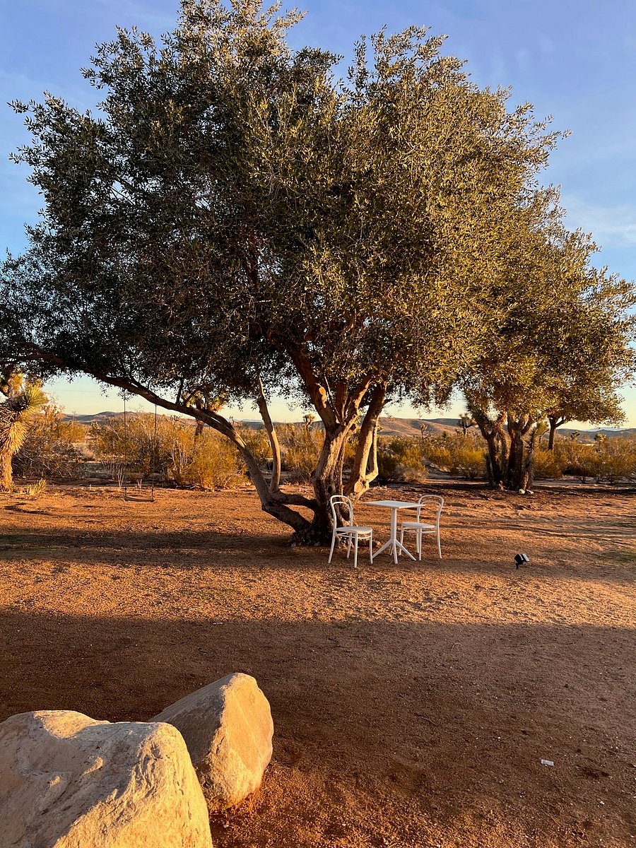Enjoy a morning cup of coffee under the shade of the olive tree.