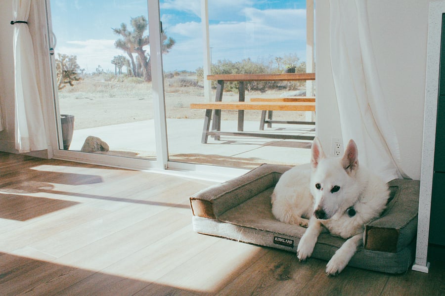 Bring your furry family. The Olive Branch is a dog-friendly property.