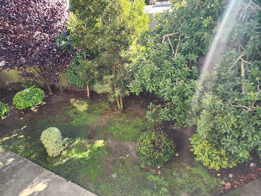 Back yard view from balcony.