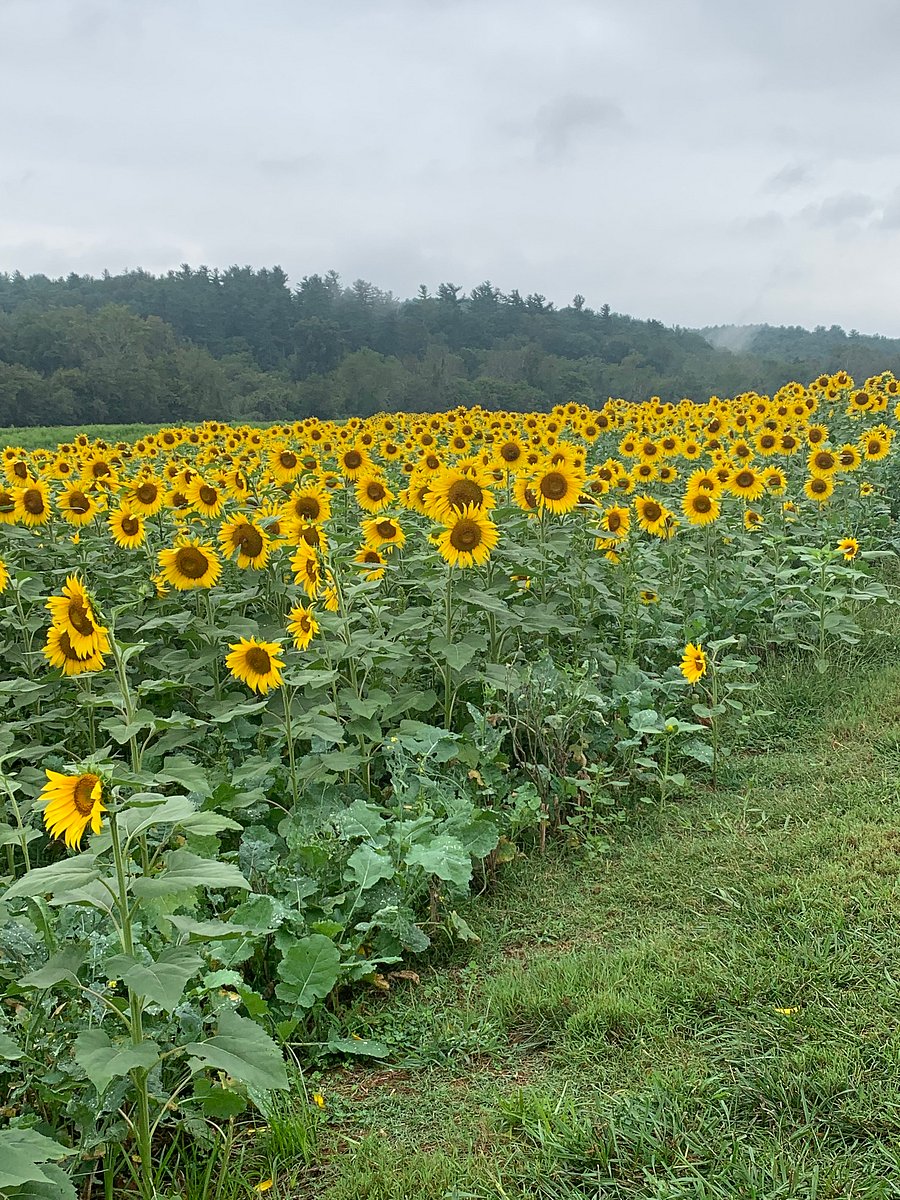 The beautiful sunflowers at the Biltmore Estate each year! a short 15 min away!