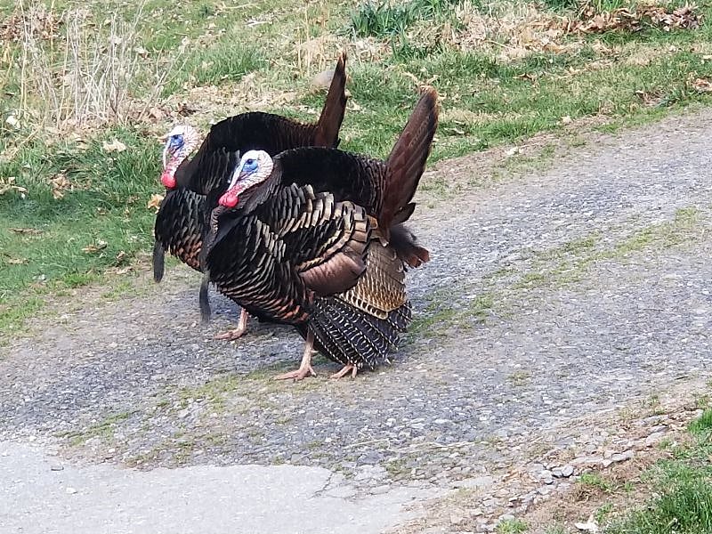Wild Turkeys are common hanging out in the field