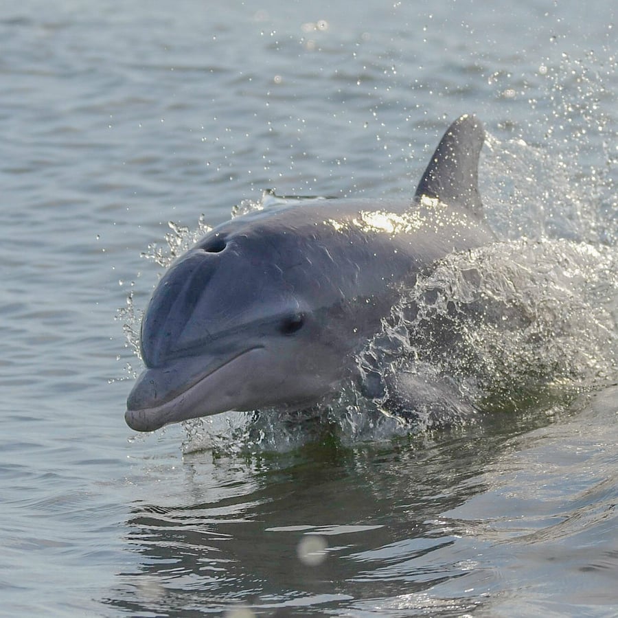Porpoise in your own backyard!