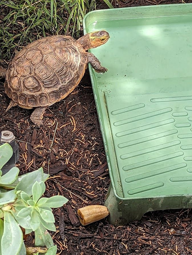 Turtle lives outside