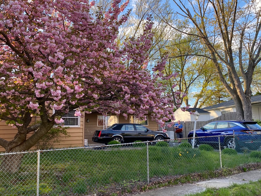 Front view of my home with bloomed Cherry Blossom tree.