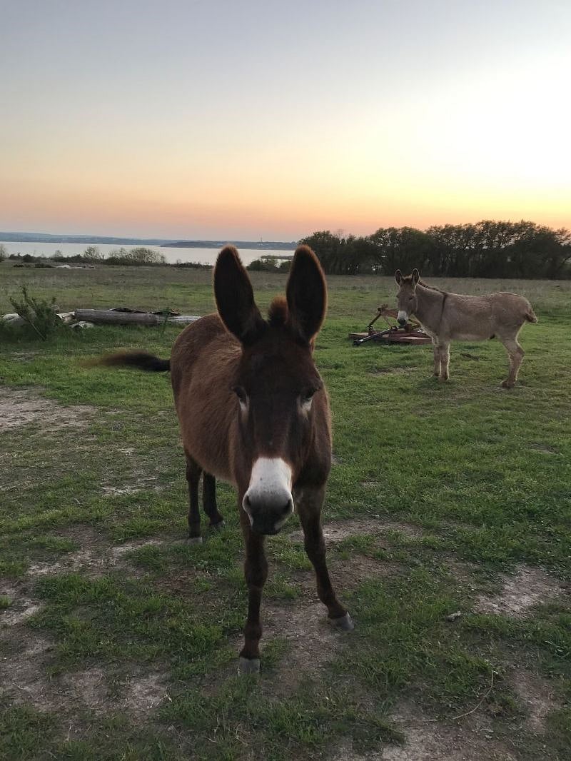 Donkeys at sunset