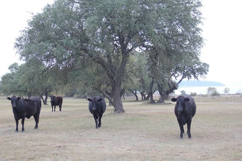 Cattle in the pasture directly behind Ranch Retreat