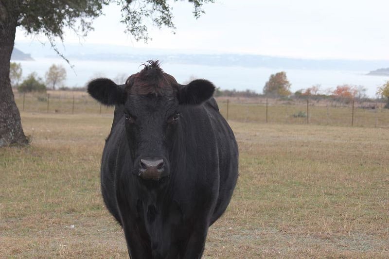 Come see our cows!
