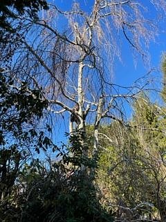 Large old willow in winter