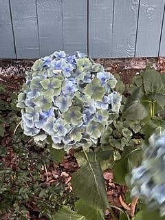 Pretty and old fashioned hydrangeas make nice cut flowers in June -September.