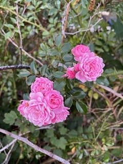 Old fashioned rose bush in summer.