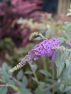 Butterfly bush to encourage migrating Monarch butterflies to stay for a visit!