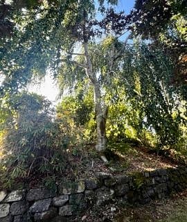 The willow in late summer