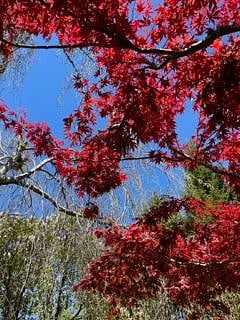 The maple in summer. Look at that burst of color.