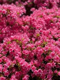 Azaleas in full bloom in summertime!