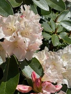 Rhododendrons in summer bloom.