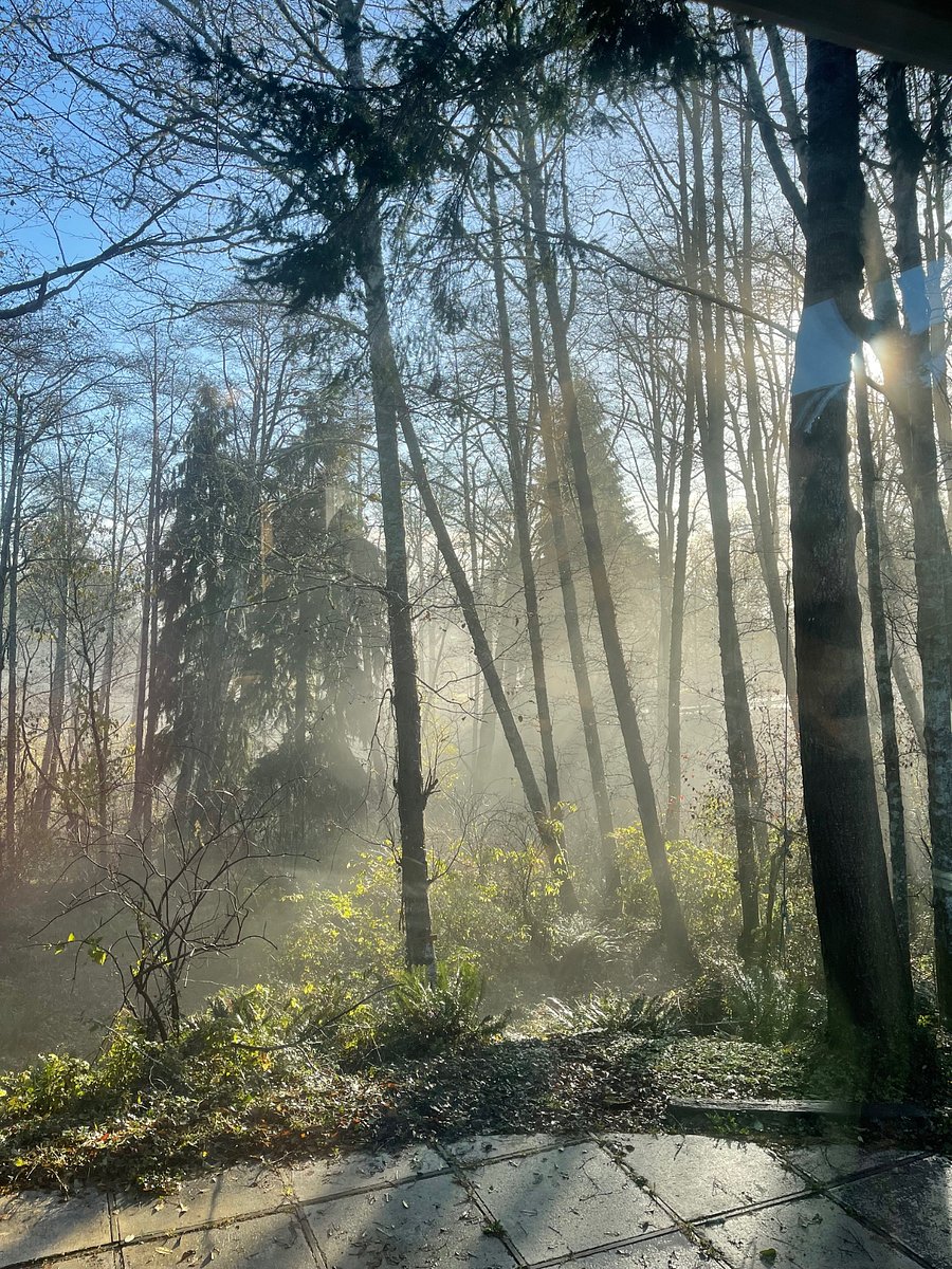 Gorgeous forest behind the house with morning fog.
