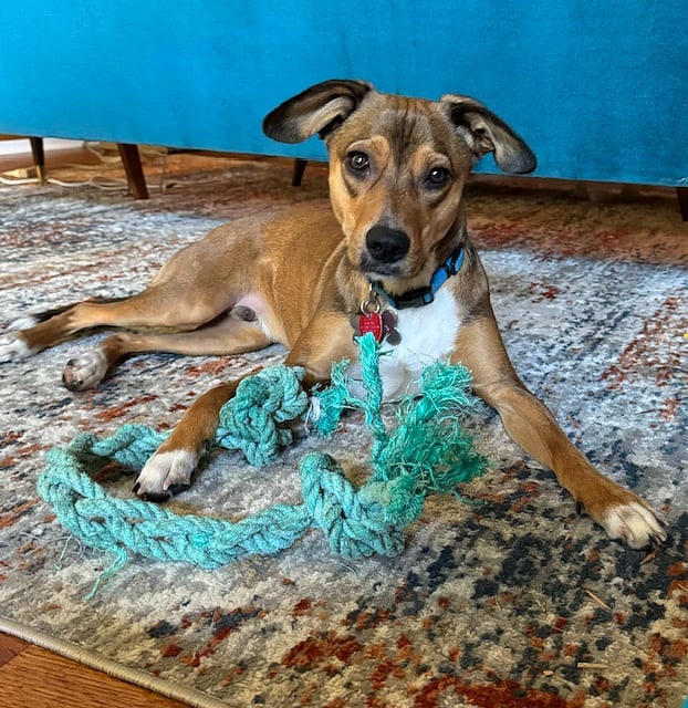 Our pup Timmy.