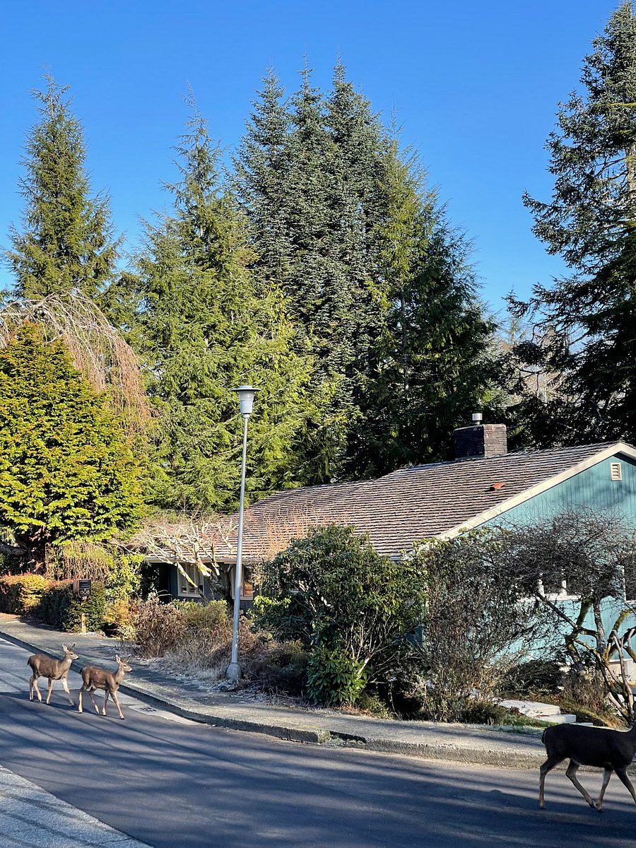 Front view of home with our resident neighborhood deer!