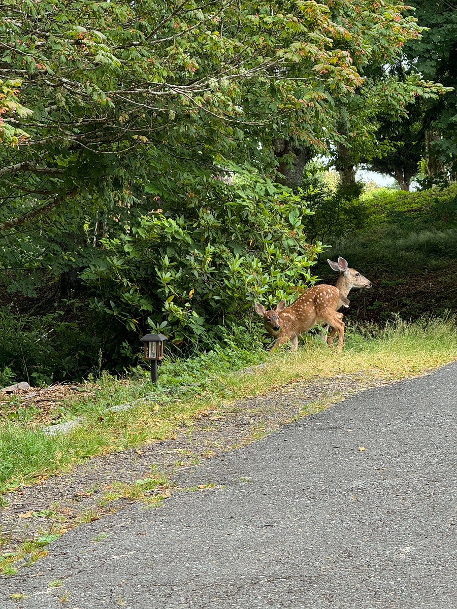 Driveway with our resident neighborhood deer!