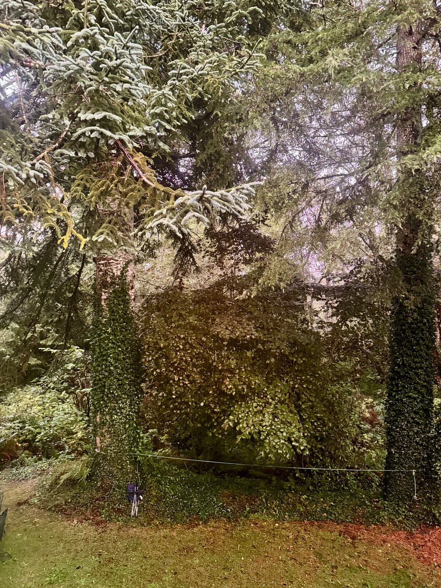 View overlooking the back garden and trust land forest from the primary bathroom.