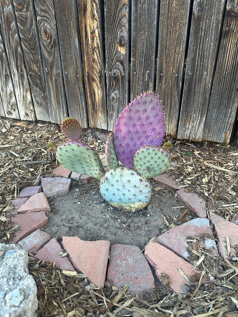 Many native cacti species on property!