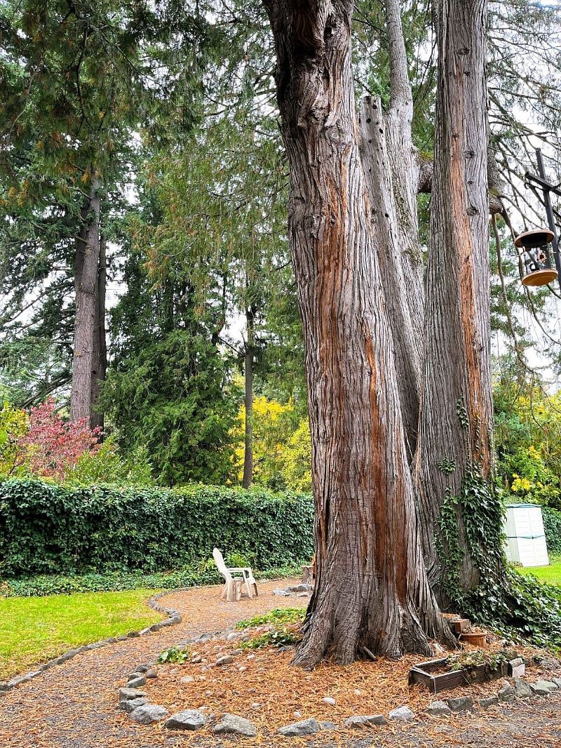 Treed backyard makes it feel more like a cabin in the woods even though you're in urban SW Portland.