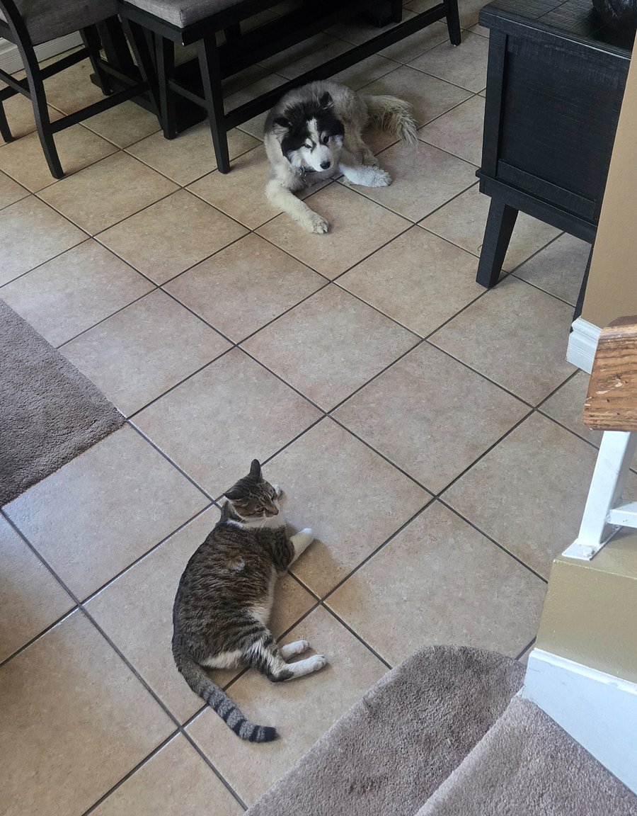 The husky dog is Oso outside but will come inside if I'm home

The cat is ninja also inside and outside cat 