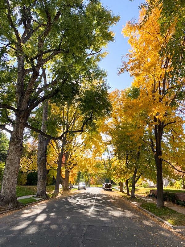 gorgeous tree lined street