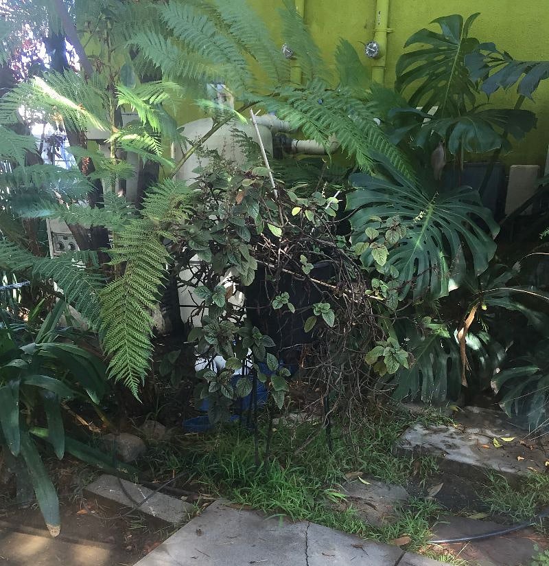 Your own little jungle.