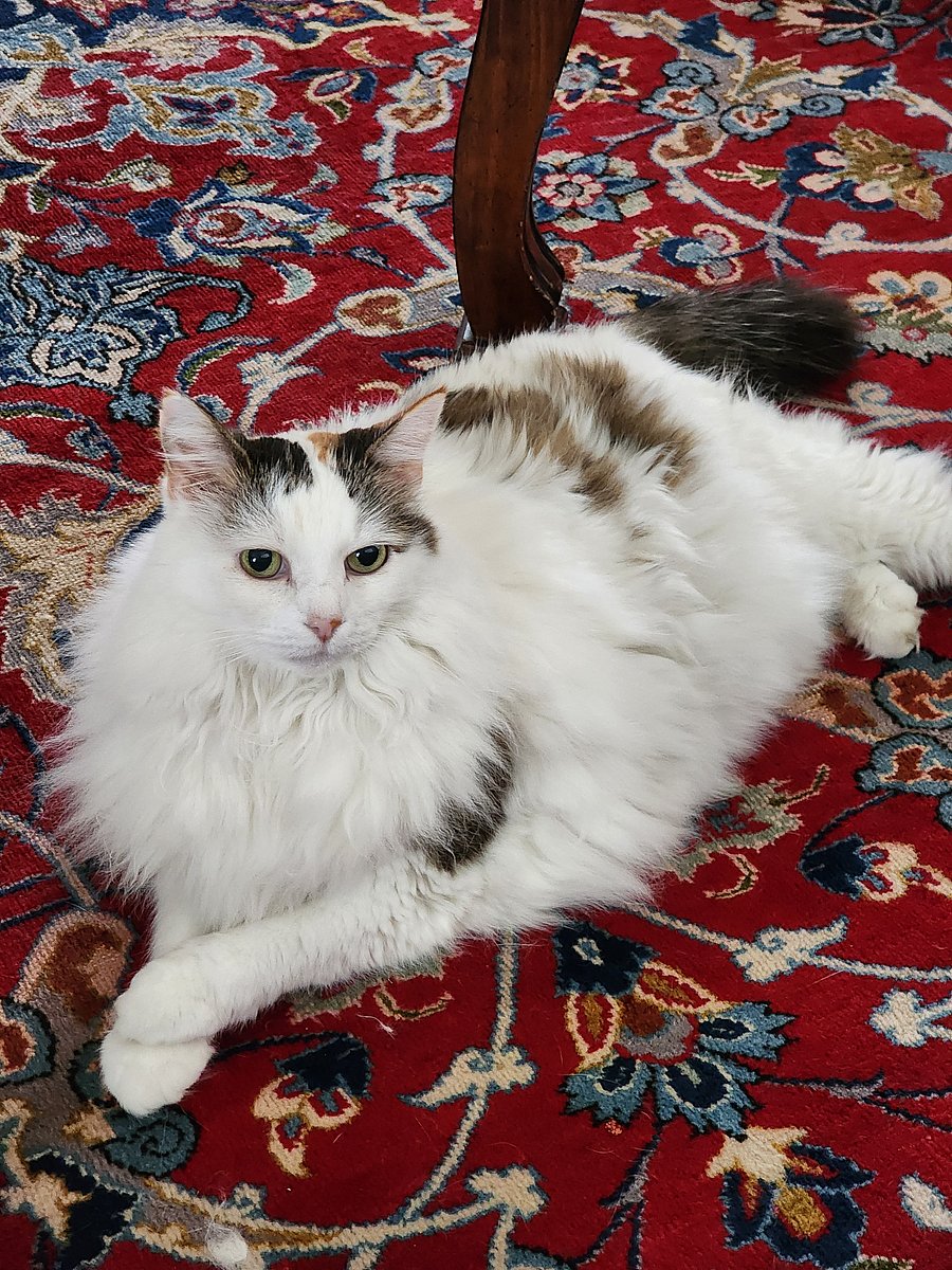 Bougie Kitty, Truffle