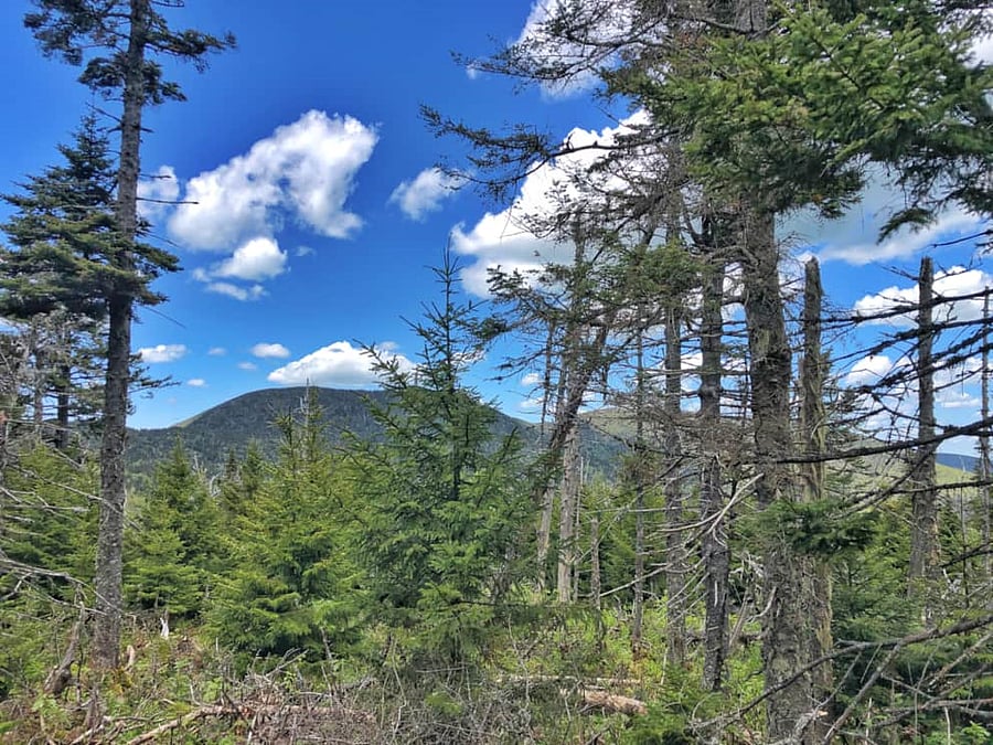 Breadloaf Wilderness Area.