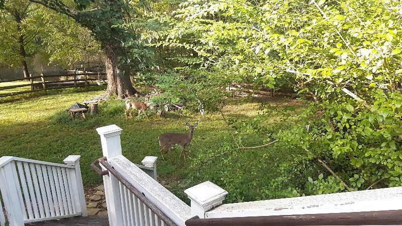 Frequent backyard visitors :)