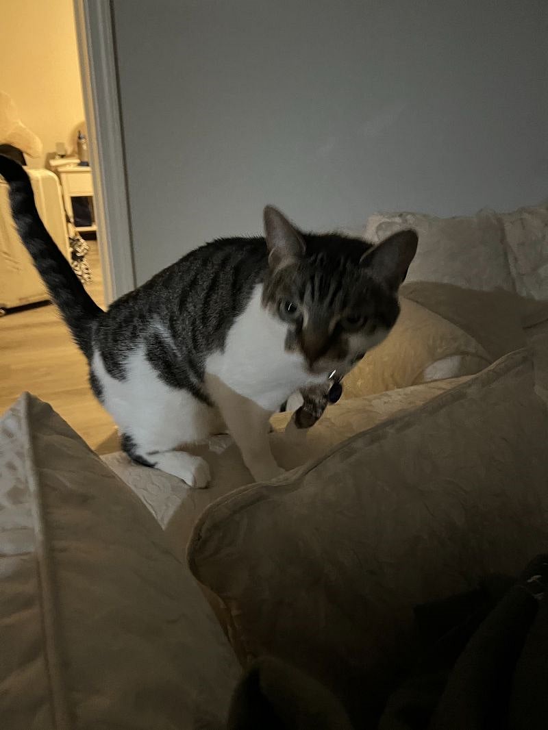 Marlowe the kitty.