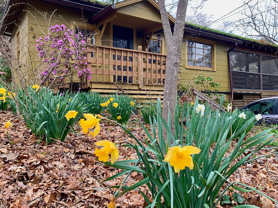 Daffodils in front garden